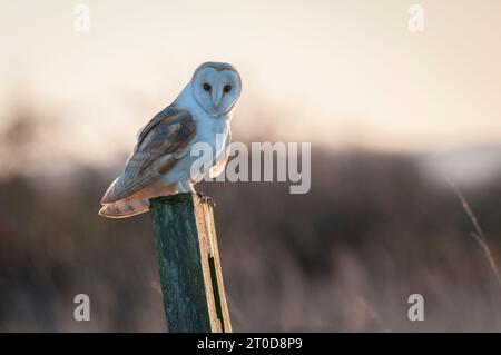 Wilde Scheuneneule auf dem Posten bei Sonnenaufgang, Harty, Isle für Sheppey, Kent, England, UK Stockfoto