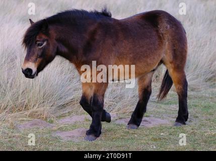 Exmoor Ponies in Seahouses, Northumberland Stockfoto