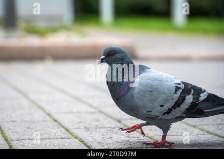Eine Taube, die auf einer Straße läuft Stockfoto