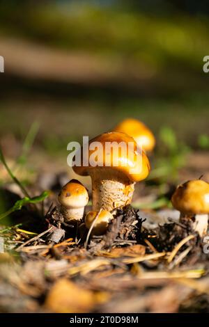 Nahaufnahme wilder Pilze in der Natur Stockfoto