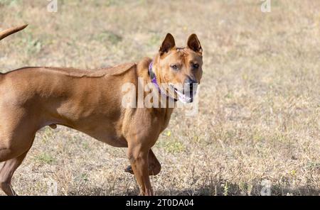 Thailändisches Ridgeback-Hündchen. Red Thai Ridge Dog - alter lokaler Hund Thailands, kurzhaarige, dreieckige Ohren von mittlerer Größe. Schwarze Nasenspitze, Form o Stockfoto