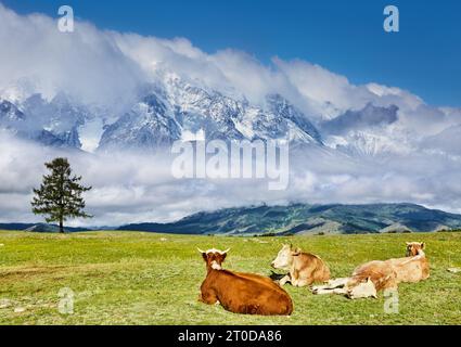 Landschaft mit schneebedeckten Bergen und ruhenden Kühen auf einem Grasfeld Stockfoto