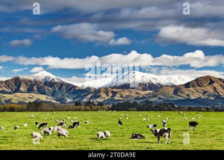 Weideland mit grasenden Kühen und verschneiten Bergen in Neuseeland Stockfoto