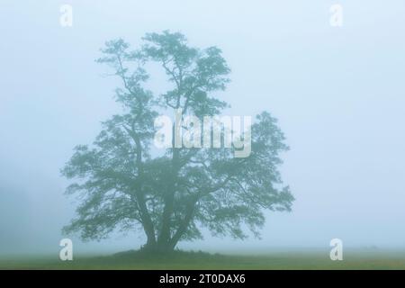 Schwarzerle, Alnus glutinosa, morgens Nebel, horizontal Stockfoto