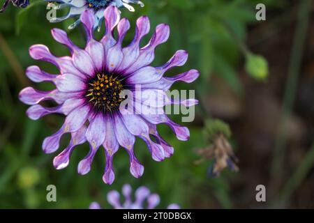 Afrikanische oder Cape Daisy (Osteospermum) Pink Wirbel. Stockfoto