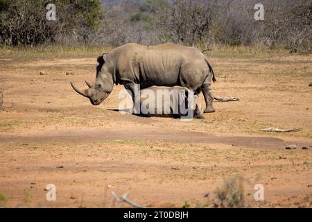 Ein Weibchen mit weißem Nashorn und Kalb Stockfoto