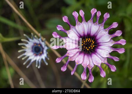 Afrikanische oder Cape Daisy (Osteospermum) Pink Wirbel. Stockfoto