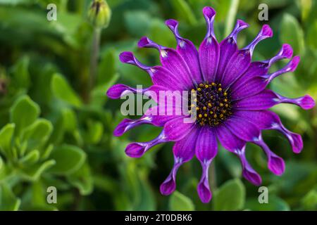 Afrikanische oder Cape Daisy (Osteospermum) Pink Wirbel. Stockfoto