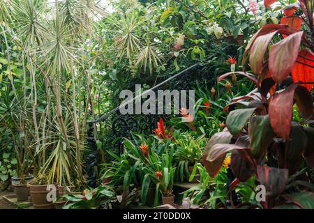 Blühende Bromelien in Töpfen auf den Stufen einer alten Treppe zwischen tropischen Pflanzen in einem alten Gewächshaus Stockfoto