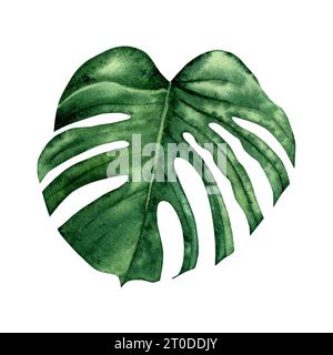 Tropisches grünes Monsterienblatt. Dschungelwald-Designelement. Handgezeichnete Aquarellillustration auf weißem Hintergrund. Zum Bedrucken und Dekorieren. Stockfoto