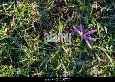 Snackentferner (Colchicum montanum) in den frühen Morgenstunden, wo die Tautropfen zu sehen sind. Bekannt unter diesem Namen, weil es im Herbst erscheint, wenn Stockfoto