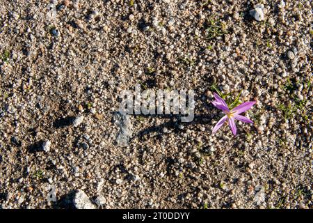 Snackentferner (Colchicum montanum) in den frühen Morgenstunden, wo die Tautropfen zu sehen sind. Bekannt unter diesem Namen, weil es im Herbst erscheint, wenn Stockfoto