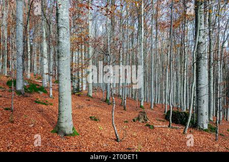 Herbst, Herbstbuchenwald, Herbstzeit, Buchen, Silberbuchen, fagus sylvatica Stockfoto