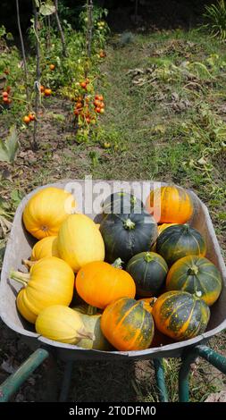 Viele farbige Kürbisse in einer Metallgartenkarre vor dem Hintergrund eines Beetes mit Tomaten, vertikales Bild, Herbstgemüse-Ernte Stockfoto