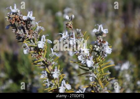 Zarte blaue Blumen im Sommergarten Stockfoto