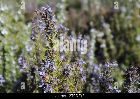 Zarte blaue Blumen im Sommergarten Stockfoto