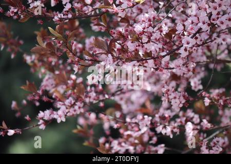 Kirschblüte im argentinischen Gebirge nahe der Grenze zu Chile Stockfoto