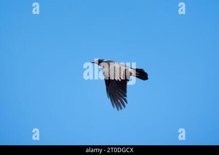 Kapuzenkrähe fliegt tagsüber im blauen Himmel, Nahaufnahme Stockfoto