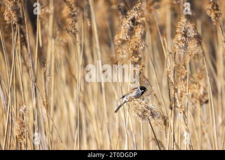 Kleiner Vogel sitzt auf trockenem Küstenrohr, natürliches Foto des männlichen gewöhnlichen Schilfblatts im Freien Stockfoto