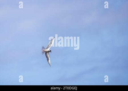 Seeschwalbenvogel fliegt unter blauem Himmel an einem sonnigen Tag, Sterna hirundo Stockfoto