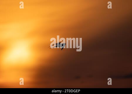 Silhouettenfoto eines Vogels, der unter dem Sonnenuntergang fliegt. STERNA hirundo oder gemeinsame Seeschwalbe Stockfoto