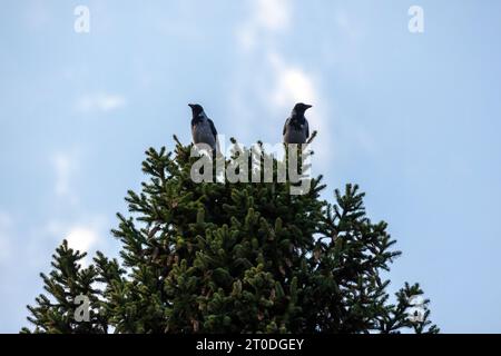 Zwei Krähen mit Kapuze sitzen oben auf einer Fichte unter blauem Himmel Stockfoto