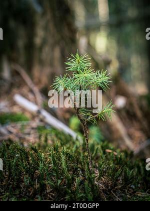 Kleiner Tannenbaum Setzling im Wachsen zwischen Moos, selektiver Fokus, Ökologie, Wachstum Stockfoto