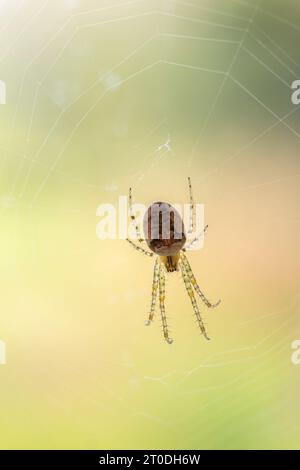 Orb Weaver Spider, Metallina sp., im Web, Dumfries & Galloway, Schottland Stockfoto