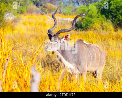 Männlicher Kudu-Bock im Grasland des Okavango-Deltas, Moremi Game Reserve, Botswana Stockfoto