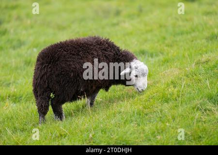 Herdwick Sheep, Dumfries & Galloway, Schottland Stockfoto