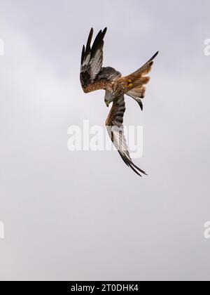 Red Kite im Flug im Futterzentrum Laurieston, Dumfries & Galloway, Schottland Stockfoto