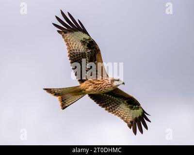 Red Kite im Flug im Futterzentrum Laurieston, Dumfries & Galloway, Schottland Stockfoto