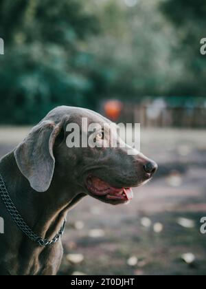 Grauer weimaraner Zeigerhund, der von der Kameraansicht wegblickt, in einer goldenen Stunde des öffentlichen Parkwaldes Stockfoto