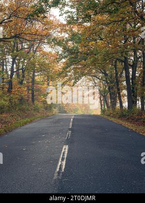 Leere, geradlinige Landstraße im Herbstherbst mit farbenfrohen orange gelben Bäumen und nebeliger Atmosphäre am Morgen in Ungarn Stockfoto