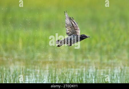 Sturnus vulgaris im Flug mit Wassertropfen - Insel Usedom, Deutschland Stockfoto