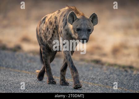 Gefleckte Hyäne läuft entlang der Straße in Richtung Kamera Stockfoto