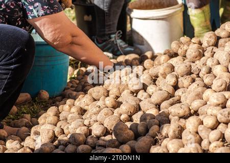 Ernte und Sortierung oder Auswahl von Kartoffeln für Lebensmittel, Tiere oder für die nächste Aussaat auf einem lettischen Feld oder Bauernhof im September Stockfoto