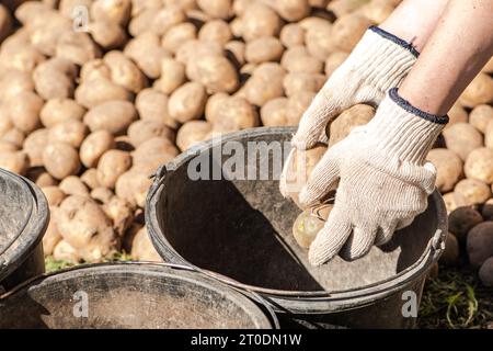 Ernte und Sortierung oder Auswahl von Kartoffeln für Lebensmittel, Tiere oder für die nächste Aussaat auf einem lettischen Feld oder Bauernhof im September Stockfoto