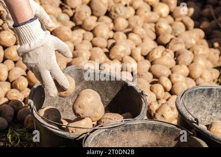 Ernte und Sortierung oder Auswahl von Kartoffeln für Lebensmittel, Tiere oder für die nächste Aussaat auf einem lettischen Feld oder Bauernhof im September Stockfoto