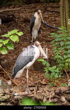 Kleinere Adjutanten auf der Suche nach Essen im Saigon Zoo und Botanical Garden, Ho Chi Minh City, Vietnam Stockfoto