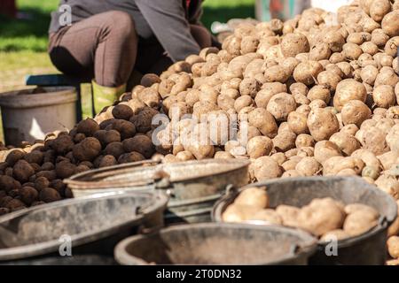 Ernte und Sortierung oder Auswahl von Kartoffeln für Lebensmittel, Tiere oder für die nächste Aussaat auf einem lettischen Feld oder Bauernhof im September Stockfoto