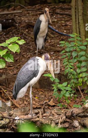 Kleinere Adjutanten auf der Suche nach Essen im Saigon Zoo und Botanical Garden, Ho Chi Minh City, Vietnam Stockfoto