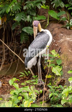 Kleinere Adjutanten auf der Suche nach Essen im Saigon Zoo und Botanical Garden, Ho Chi Minh City, Vietnam Stockfoto