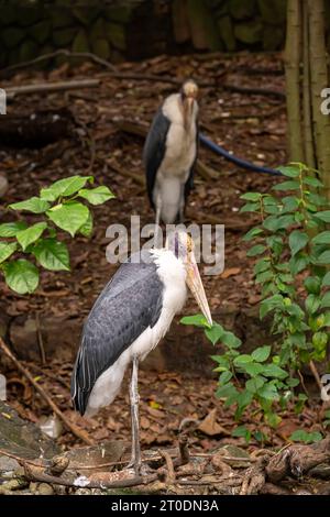 Kleinere Adjutanten auf der Suche nach Essen im Saigon Zoo und Botanical Garden, Ho Chi Minh City, Vietnam Stockfoto