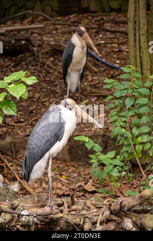 Kleinere Adjutanten auf der Suche nach Essen im Saigon Zoo und Botanical Garden, Ho Chi Minh City, Vietnam Stockfoto