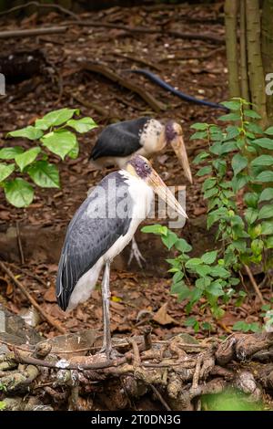 Kleinere Adjutanten auf der Suche nach Essen im Saigon Zoo und Botanical Garden, Ho Chi Minh City, Vietnam Stockfoto