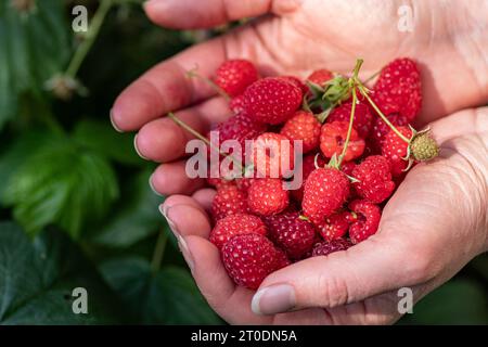 Schöne rote Früchte reifen Himbeeren bereit, in der Hand eines Mädchens zu essen, aus der Nähe Stockfoto