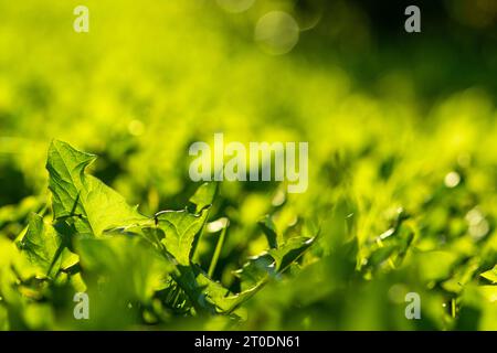 Natürlichen Hintergrund von unscharfen bokeh Textur, grünes Gras, Nahaufnahme, flache Tiefenschärfe. Frische schöne Muster von Natur, frische abgelaufen, Mead Stockfoto