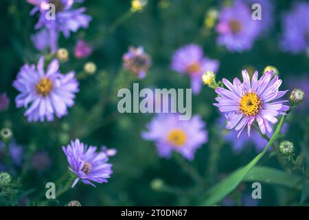 Wunderschönes Feld mit Aster Amellus, der europäischen Michaelmas Gänseblümchen, einer mehrjährigen krautigen Pflanze und der Typart der Gattung Aster und der Familie Stockfoto