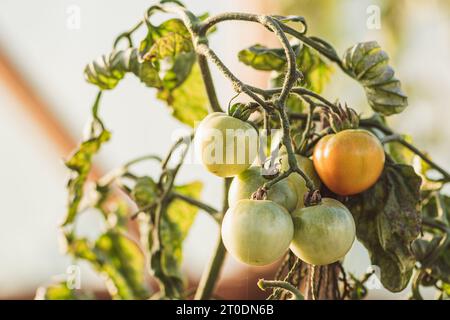 Frische Bio noch nicht reife grüne Tomaten in einem Gewächshaus im Herbst, Nahaufnahme Stockfoto